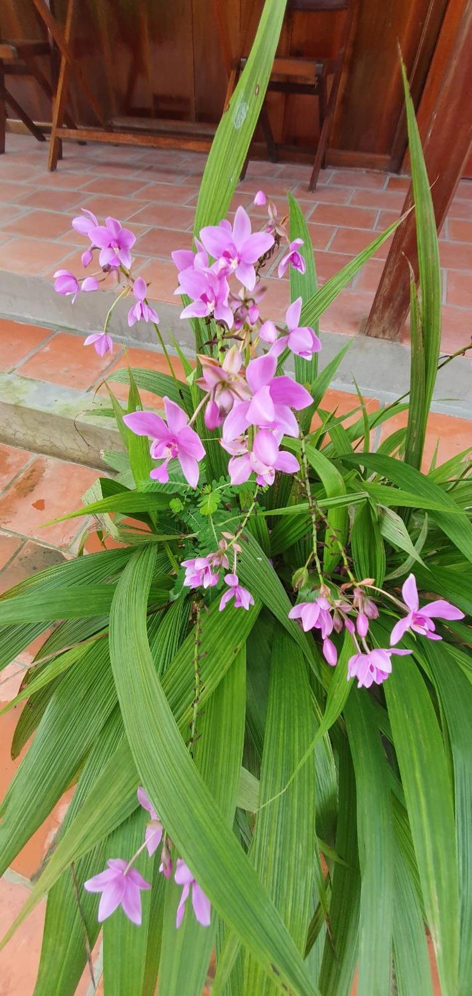 Ba Linh Homestay Vinh Long Exterior photo